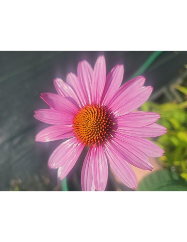 Jeżówka purpurowa 'Bright Rose' - Echinacea purpurea P9