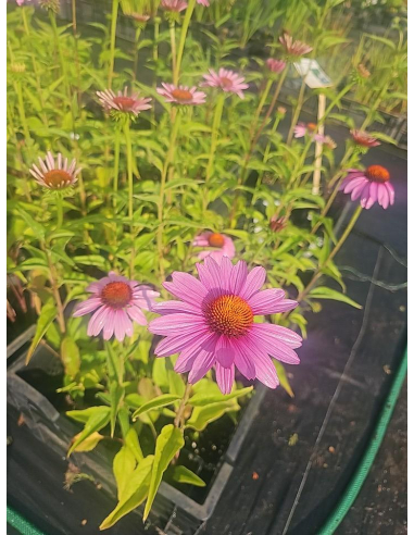 Jeżówka purpurowa 'Bright Rose' - Echinacea purpurea P9