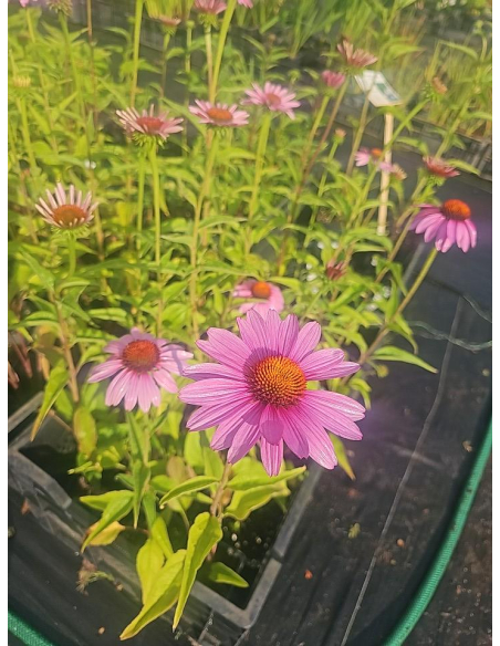 Jeżówka purpurowa 'Bright Rose' - Echinacea purpurea P9