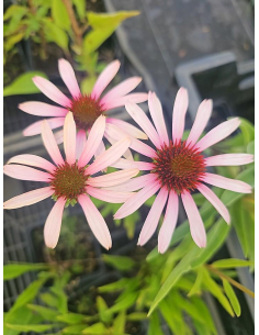 Jeżówka purpurowa' Pink Tip'-  Echinacea 1L 2