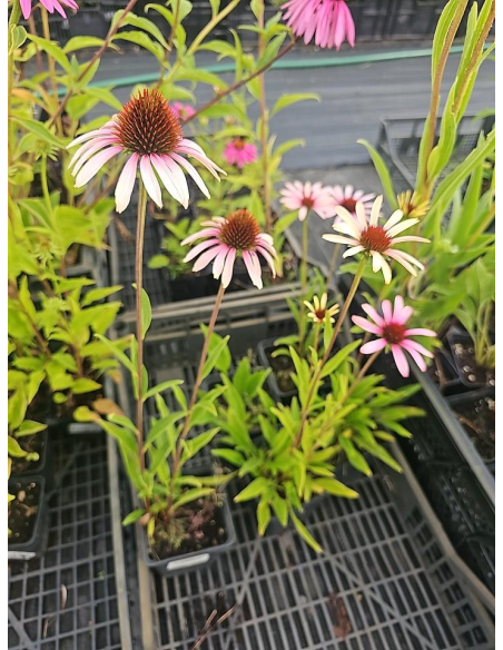 Jeżówka purpurowa' Pink Tip'-  Echinacea 1L
