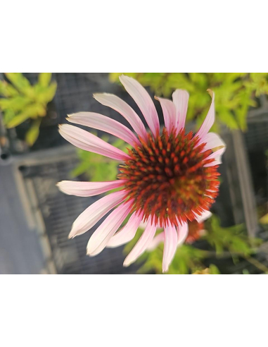 Jeżówka purpurowa' Pink Tip'-  Echinacea 1L