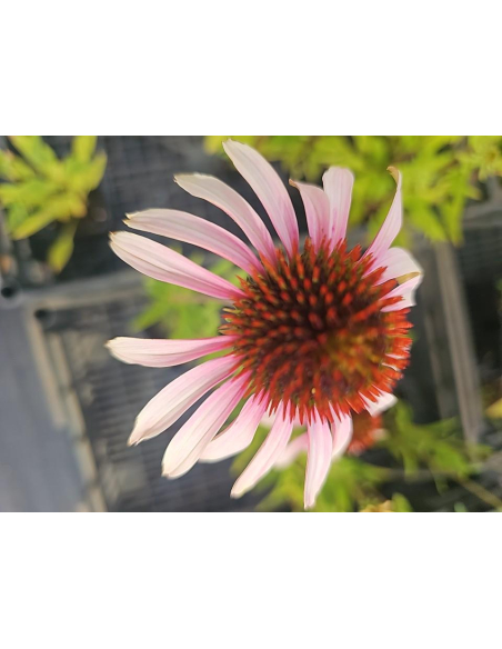Jeżówka purpurowa' Pink Tip'-  Echinacea 1L