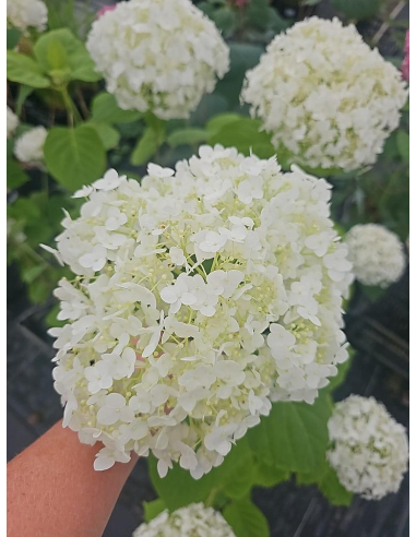 Hortensja drzewiasta 'Strong Annabelle' - Hydrange