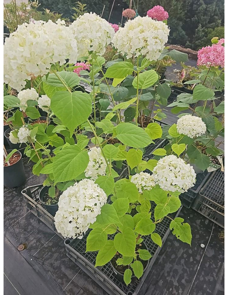 Hortensja drzewiasta 'Strong Annabelle' - Hydrange