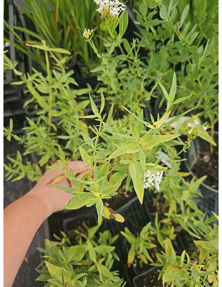 Ostrogowiec czerwony 'Albus' - Centranthus ruber P