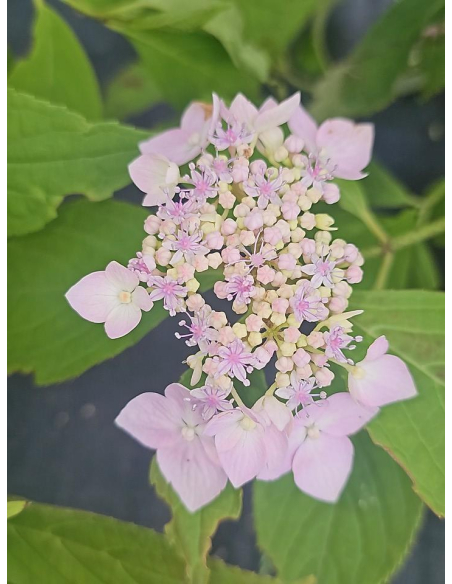 Hortensja piłkowana 'Blue Deckle' 3L