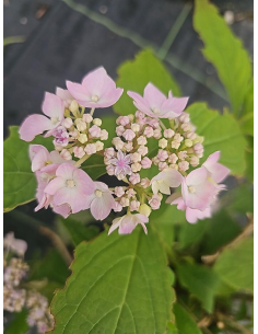 Hortensja piłkowana 'Blue Deckle' 3L 2