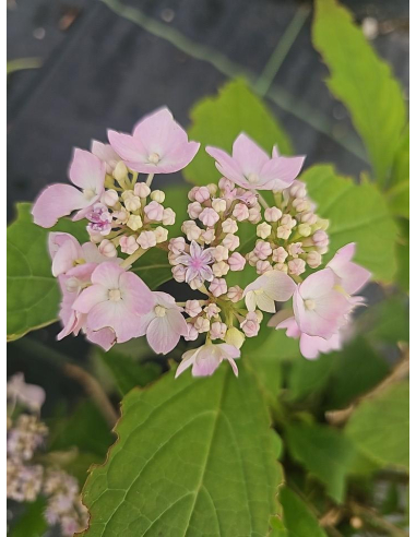 Hortensja piłkowana 'Blue Deckle' 3L