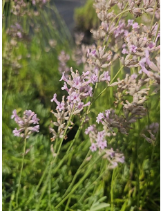 Lawenda wąskolistna 'Rosea' -1L -  Lavandula angustifol