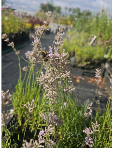 Lawenda wąskolistna 'Rosea' -1L -  Lavandula angustifol 2