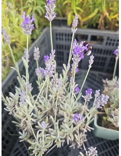 Lawenda 'Silver Mist' - Lavandula 1L