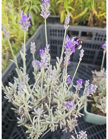 Lawenda 'Silver Mist' - Lavandula 1L