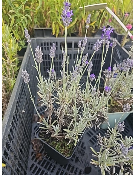 Lawenda 'Silver Mist' - Lavandula 1L