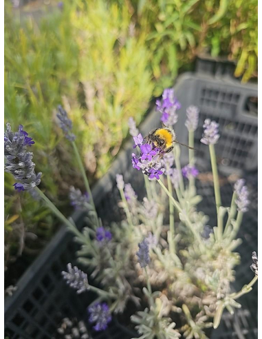 Lawenda 'Silver Mist' - Lavandula 1L