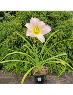 Liliowiec 'Pink Damask' - Hemerocallis 2L 2