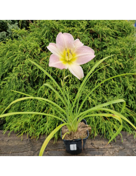 Liliowiec 'Pink Damask' - Hemerocallis 2L