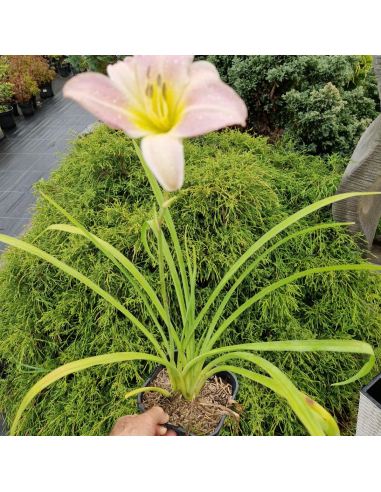 Liliowiec 'Pink Damask' - Hemerocallis 2L