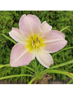 Liliowiec 'Pink Damask' - Hemerocallis 2L