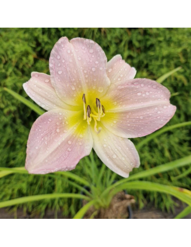 Liliowiec 'Pink Damask' - Hemerocallis 2L