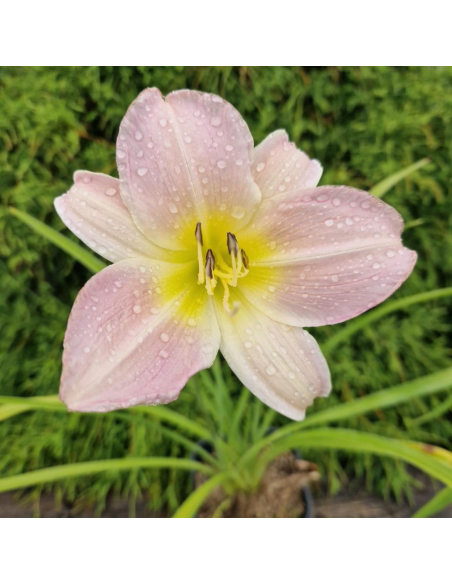 Liliowiec 'Pink Damask' - Hemerocallis 2L