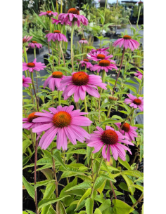 Jeżówka purpurowa 'Bright Rose' - Echinacea purpurea P9