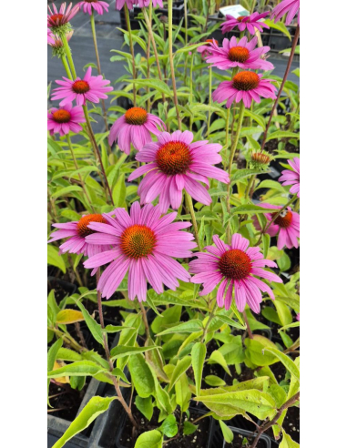 Jeżówka purpurowa 'Bright Rose' - Echinacea purpurea P9
