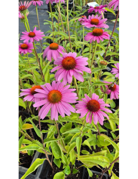 Jeżówka purpurowa 'Bright Rose' - Echinacea purpurea P9