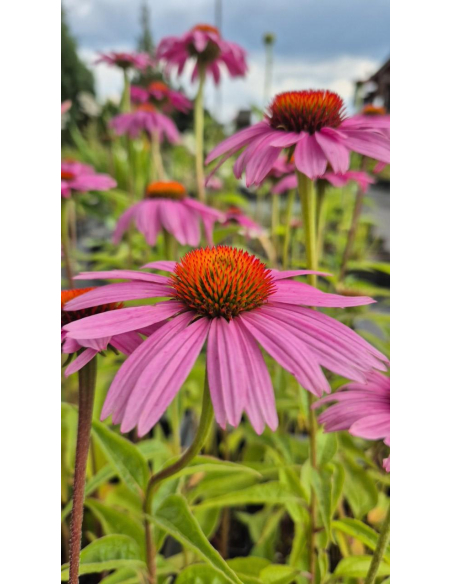 Jeżówka purpurowa 'Bright Rose' - Echinacea purpurea P9