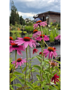 Jeżówka purpurowa ‘Doppeldecker’ - Echinacea P9