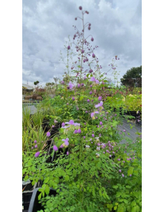 Rutewka Delavay'a Thalictrum delavayi 1L
