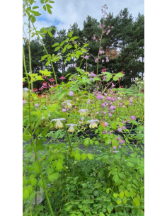 Rutewka Delavay'a Thalictrum delavayi 1L 2