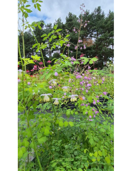 Rutewka Delavay'a Thalictrum delavayi 1L