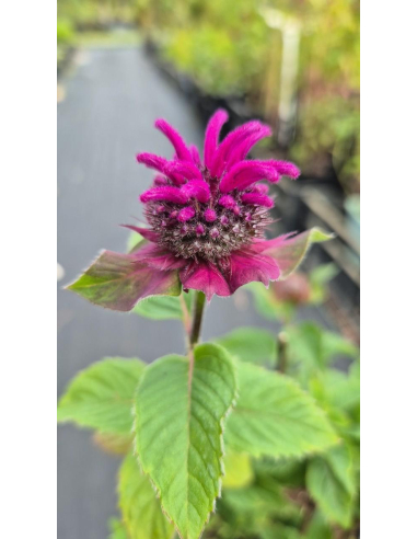 Pysznogłówka 'Bee Free' - Monarda 1L