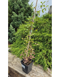Powojnik botaniczny (pnący) - 1L Clematis vitalba