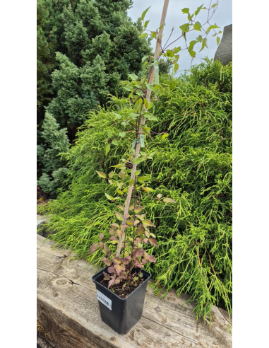 Powojnik botaniczny (pnący) - 1L Clematis vitalba