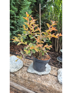 Lagerstroemia ‘Muskogee’ – kwiatostany latem 2