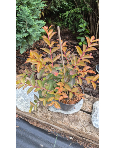 Lagerstroemia indyjska 'Muskogee'- Lagerstroemia indica 2L