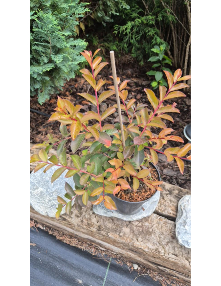 Lagerstroemia indyjska 'Muskogee'- Lagerstroemia indica 2L