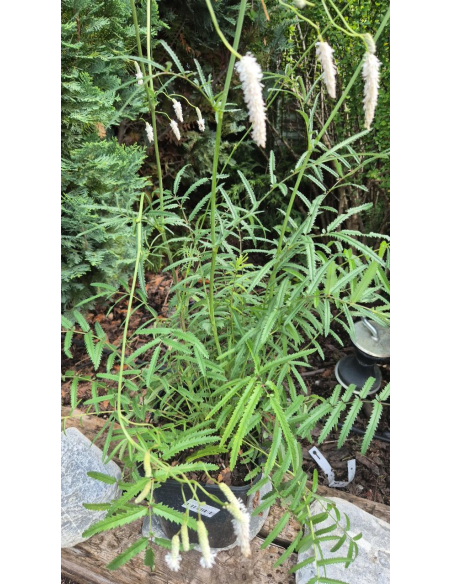 Krwiściąg delikatny 'Alba' 5L- Sanguisorba tenuifolia