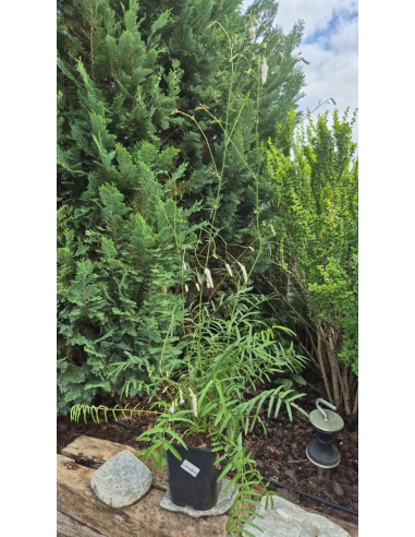 Krwiściąg delikatny 'Alba' 5L- Sanguisorba tenuifolia