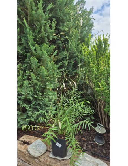 Krwiściąg delikatny 'Alba' 5L- Sanguisorba tenuifolia