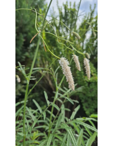 Krwiściąg delikatny 'Alba' 5L- Sanguisorba tenuifolia