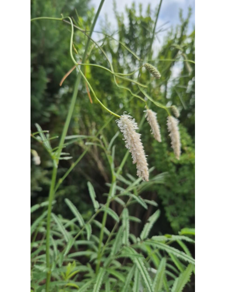 Krwiściąg delikatny 'Alba' 5L- Sanguisorba tenuifolia