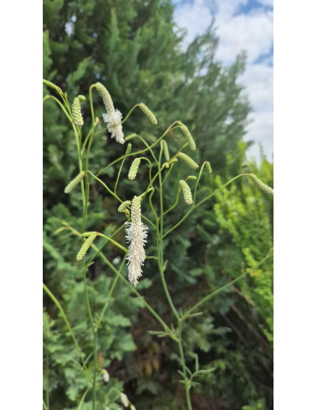 Krwiściąg delikatny 'Alba' 5L- Sanguisorba tenuifolia