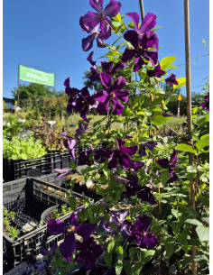 Clematis fiolet 2L