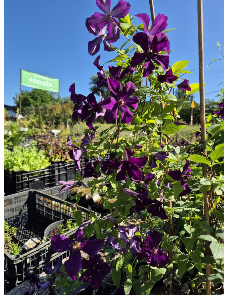Clematis fiolet 2L