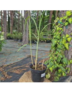 Miskant olbrzymi 'Giganteus' -  Miscanthus 2L