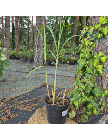Miskant olbrzymi 'Giganteus' -  Miscanthus 2L