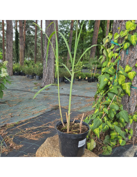 Miskant olbrzymi 'Giganteus' -  Miscanthus 2L